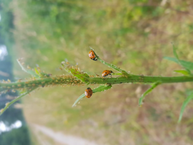 COCCINELLES au restaurant PUCERONS à volonté. forêt Nestin. BRUNO GODET